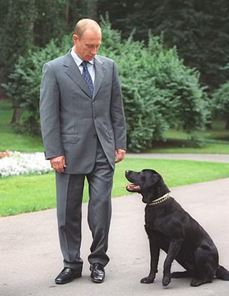 Tổng thống Putin và chú chó Koni do Shoigu tặng.