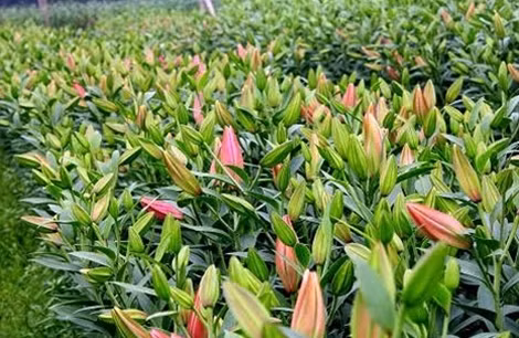 Những cánh đồng ly đua nhau bung nở sớm.