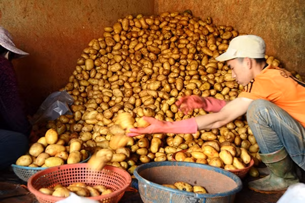 Khoai tây Trung Quốc lại được đưa vào chợ nông sản Đà Lạt sau 10 ngày cấm.
