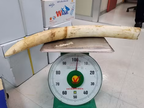 Vận chuyển ngà voi và trầm hương qua đường hàng không