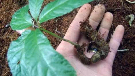 Những “Vua” sâm miền biên viễn ảnh 5