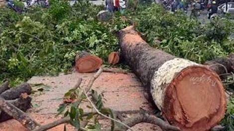 Thông tin về việc người dân khai thác những cây sưa hàng trăm năm tuổi tại Quảng Nam ảnh 3