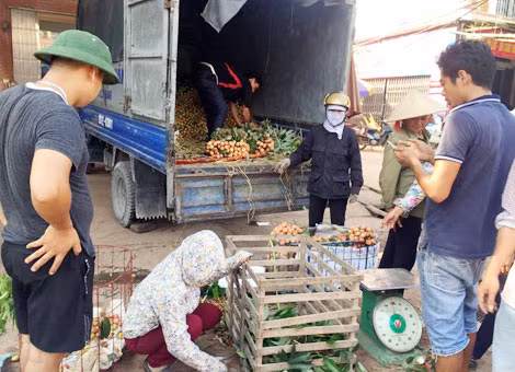Vải đầu mùa bán cho tiểu thương tại thị trấn Kim, huyện Lục Ngạn, Bắc Giang.