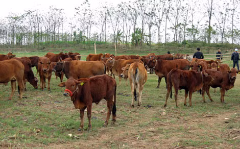 Ngành Nông nghiệp lo ngại bò từ chương trình “xóa đói giảm nghè” lây bệnh lở mồm long móng ra đàn gia súc. Ảnh minh họa.