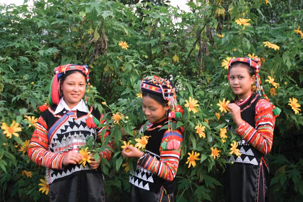 Thiếu nữ A Pa Chải giữa mùa hoa cúc quỳ.