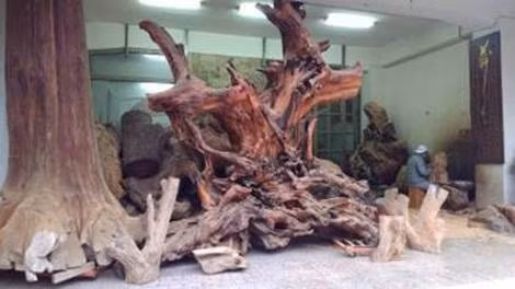 Gỗ nguyên liệu để chạm khắc ở Sanyi.