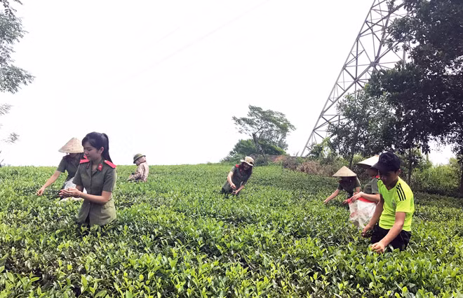 Các học viên trường CAND phụ giúp cùng người dân thu hoạch chè.