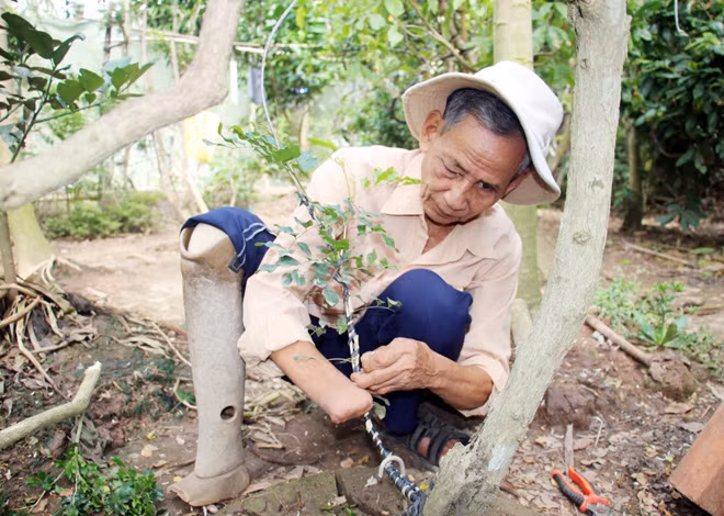 Dù tuổi cao nhưng ông Tám Ý vẫn hăng say lao động.