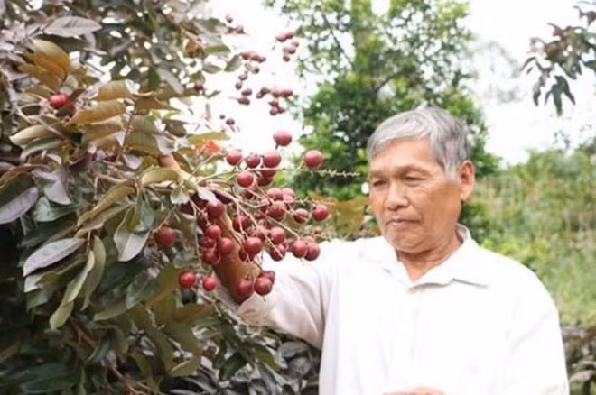 Ông Huy bên vườn nhãn tím của gia đình.