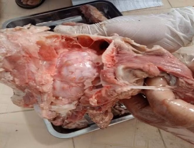 Mẫu thịt lợn nhiễm bệnh sán dây lợn.