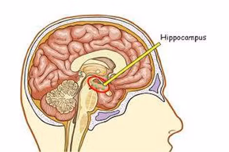 Hồi hải mã có dạng con cá ngựa.