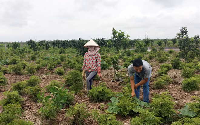 Mô hình trồng cây đinh lăng đang mang lại nguồn thu nhập lớn cho người dân nông thôn huyện Nghĩa Hưng.