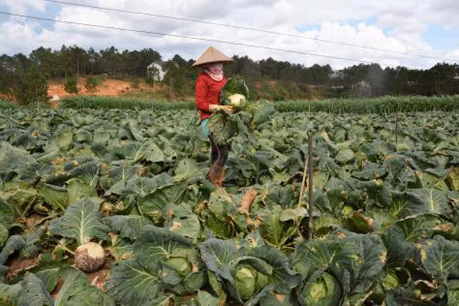 Chị Dương bên vườn bắp cải đã già, đang hư hỏng nhưng thương lái vẫn chưa đến thu hoạch.