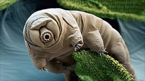 Tardigrade hay Gấu biển.