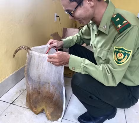 2 cá thể tê tê.