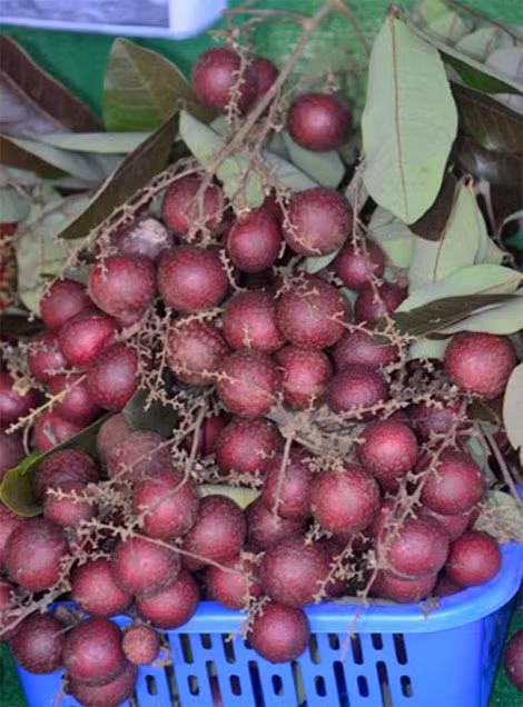 Nhãn tím của gia đình ông Huy được trưng bày ở “Lễ hội sông nước miệt vườn” của địa phương.