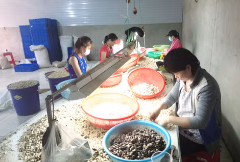 Một cơ sở sản xuất hạt điều rao bán mặt hàng tại Bình Phước.