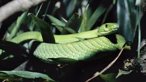Loài rắn độc mamba ở Đông Phi.