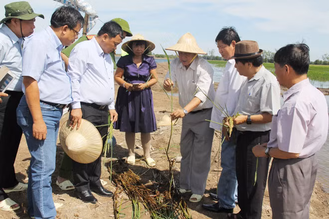 Các chuyên gia, nhà khoa học hàng đầu về cây lúa tham gia vào dự án bảo tồn giống lúa nổi ở đồng bằng sông Cửu Long do một doanh nghiệp ở TP Hồ Chí Minh đầu tư. Các chuyên gia, nhà khoa học hàng đầu về cây lúa tham gia vào dự án bảo tồn giống lúa nổi ở đồng bằng sông Cửu Long do một doanh nghiệp ở TP Hồ Chí Minh đầu tư.