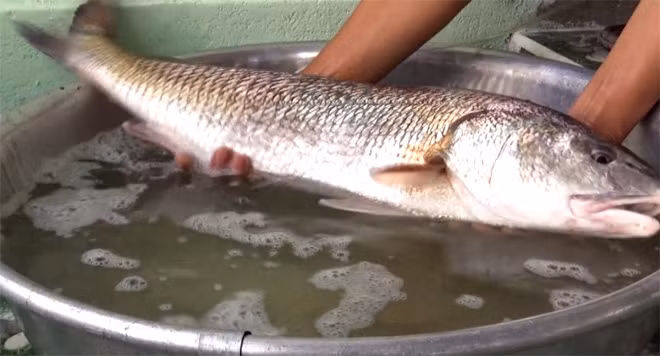 Con cá Sủ vàng ông Đoàn Tiểu Châu câu được.