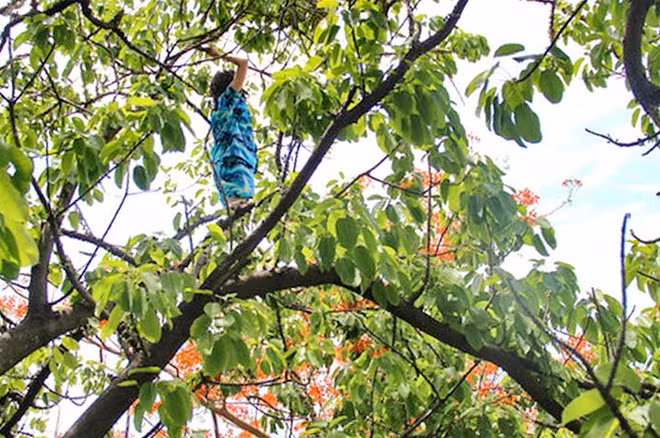 Trong cơn ảo giác, cô gái múa may trên cành cây cao.