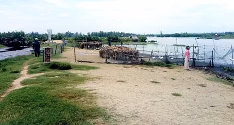Đê ngăn mặn ven sông Trường Giang bị hư hỏng nghiêm trọng
