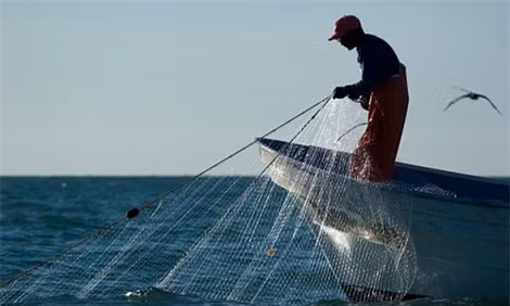 Đánh bắt cá bằng lưới rê đe dọa sự sinh tồn của cá heo California. Đánh bắt cá bằng lưới rê đe dọa sự sinh tồn của cá heo California.