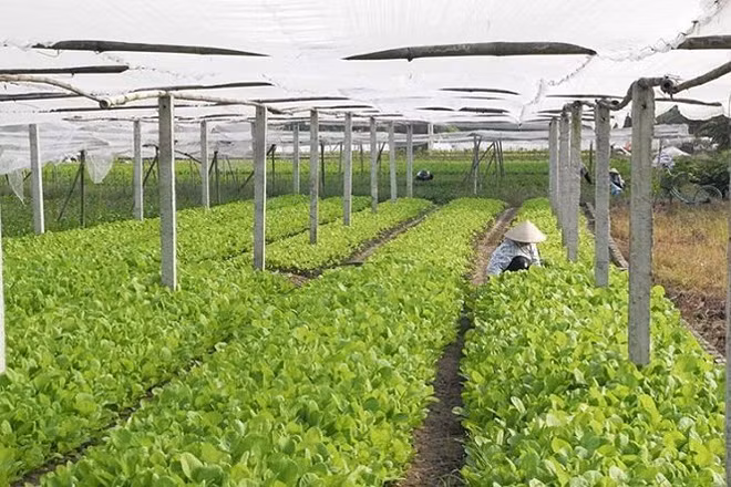 Doanh nghiệp có dự án nông nghiệp đặc biệt ưu đãi đầu tư thì dự án đó được miễn tiền thuê đất, thuê mặt nước kể từ ngày Nhà nước cho thuê đất, thuê mặt nước.