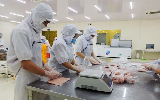 Chế biến cá thác lác xuất khẩu ở quận Cái Răng (TP Cần Thơ).