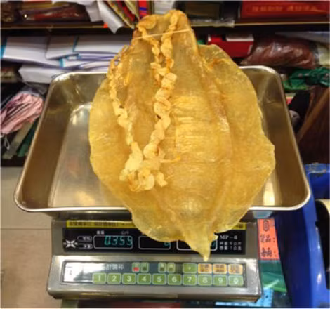 Bong bóng cá rất được giới thượng lưu ở Trung Quốc ưa chuộng. Bong bóng cá rất được giới thượng lưu ở Trung Quốc ưa chuộng.