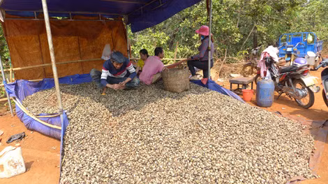 Người dân gom điều để thương lái xuống gom hàng.