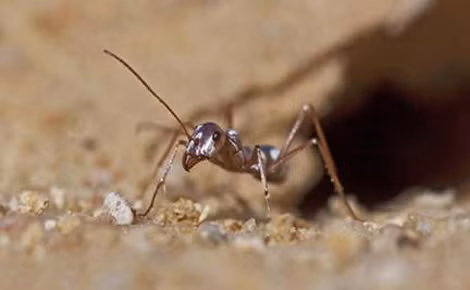 Kiến bạc sa mạc Sahara.