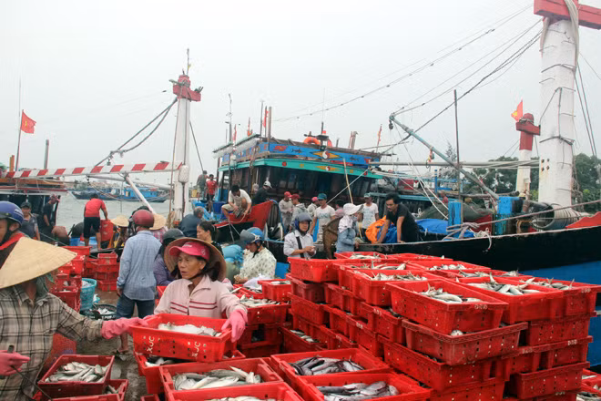 Tàu cá ngư dân Thừa Thiên - Huế “trúng đậm” hải sản trong chuyến đi biển cuối năm.