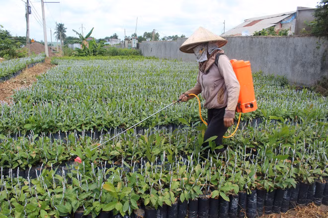 Thận trọng khi trồng hai giống điều AB29 và AB 05-08.