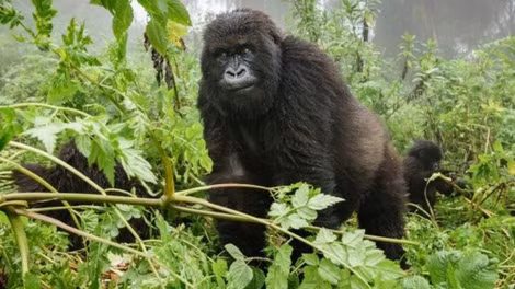 Khỉ đột núi trong công viên Virunga. Khỉ đột núi trong công viên Virunga.