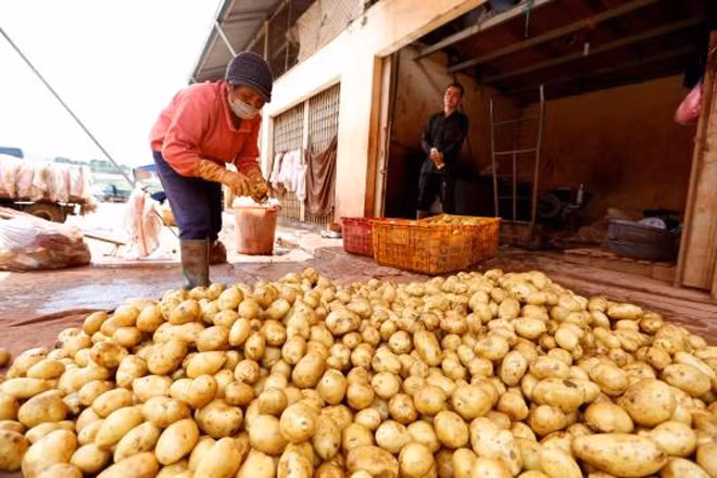 Hàng trăm tấn khoai tây Trung Quốc vẫn ở chợ nông sản Đà Lạt mặc dù có lệnh cấm từ ngày 15-9.