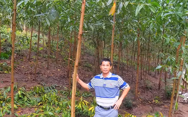 Anh Trần Văn Điện bên rừng keo lá tràm.