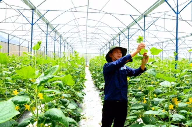 Ông chủ trẻ Nguyễn Đông Hải. Ông chủ trẻ Nguyễn Đông Hải.