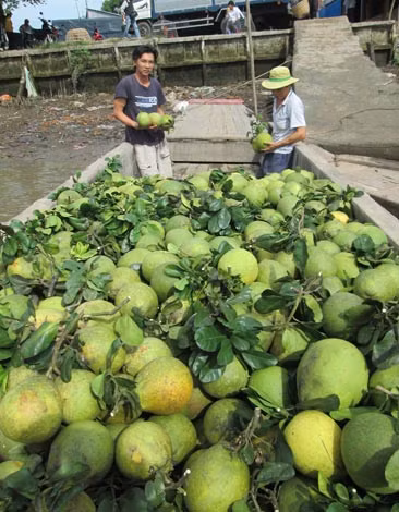 Nhà vườn trồng bưởi ở huyện Châu Thành (Hậu Giang) vui mừng khi giá bưởi tạo hình hồ lô và bưởi thương phẩm có giá cao.