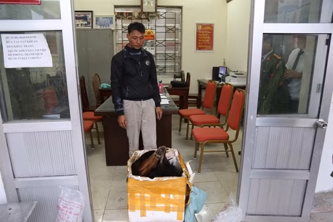 Phạm Văn Việt và động vật Sơn Dương bị thu giữ