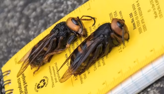 Ong bắp cày có thể dài đến 5 cm. Ảnh Reuters.