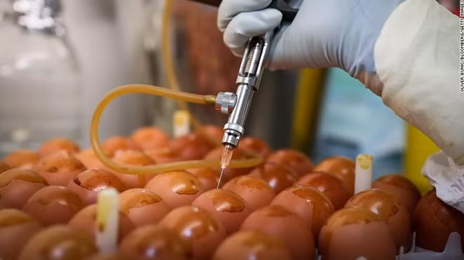 Vaccine cúm thông thường được tiêm vào trứng gà để thu kháng nguyên. Ảnh minh họa CNN.