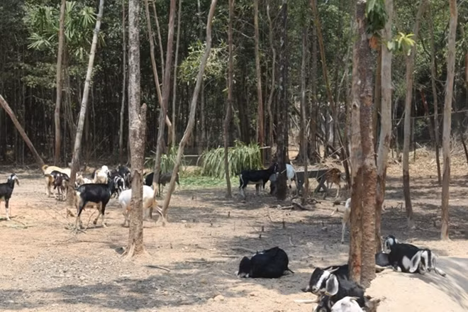 Dê được nuôi thả trong môi trường mở hoàn toàn