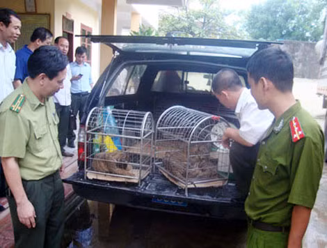 Cơ quan Công an và Kiểm lâm bắt giữ một vụ vận chuyển trái phép động vật hoang dã.