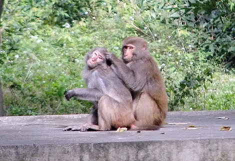 Khỉ chăm sóc nhau trong mùa “tình yêu”.