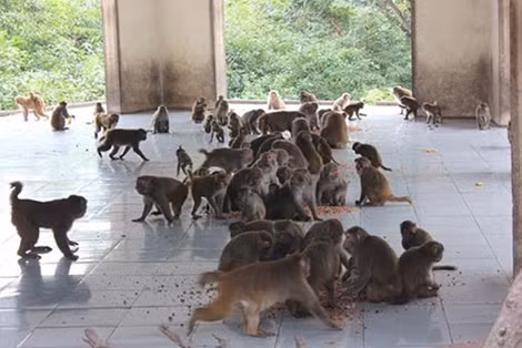 Chúng hoang dã nhưng rất thân thiện với con người nơi đây.