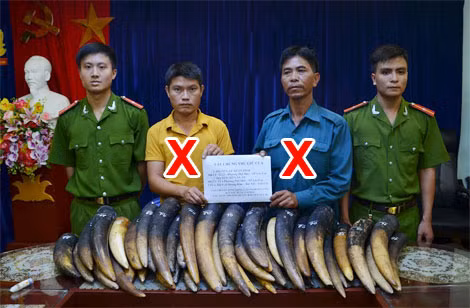 2 đối tượng (X) và tang vật nghi là ngà voi tại cơ quan Công an.