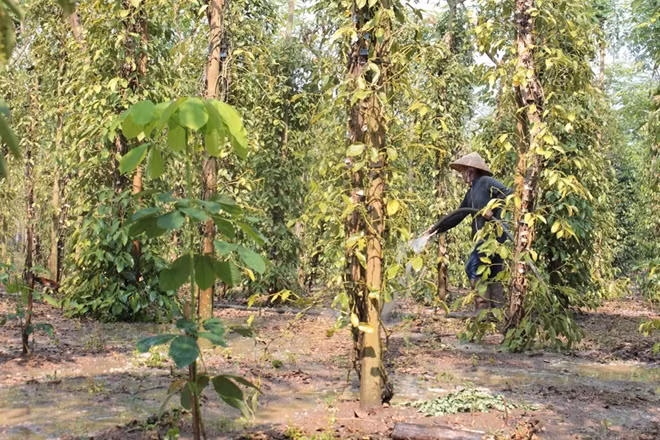 Bà Yến trồng xen cao su và nỗ lực cứu diện tích tiêu còn lại