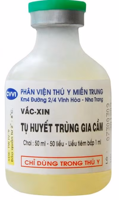 Thuốc trị bệnh tụ huyết trùng được chỉ định chỉ dùng trong thú y
