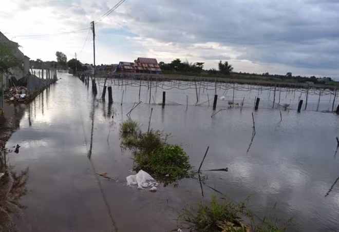 Ước tính có gần 100ha hoa màu bị nước dâng ngập